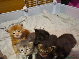 Maine Coon cats Russian /xxl maine coon - Advert 9