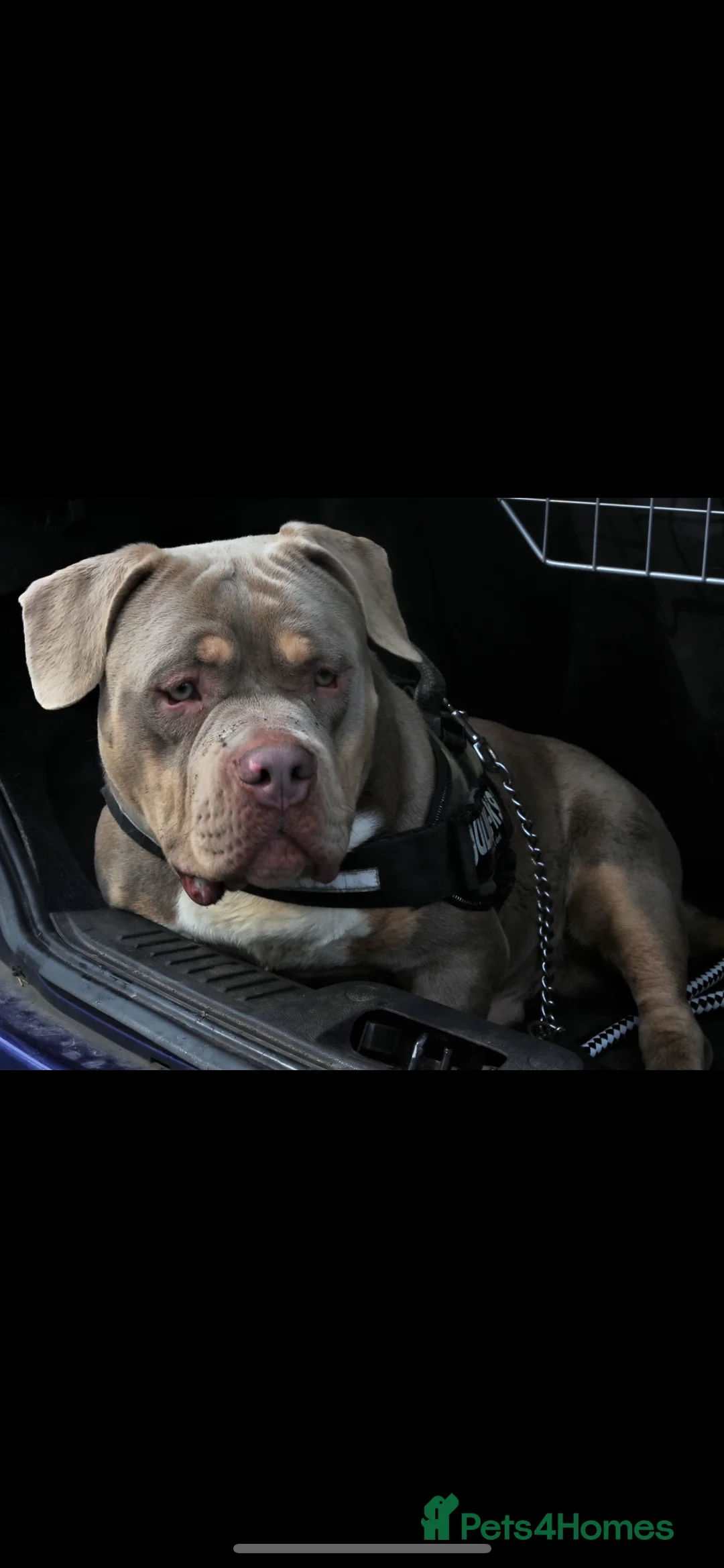 American Bully dogs for sale: Ghost pocket bully look for a new home  in Cardiff - Advert 1