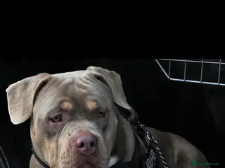 American Bully dogs Ghost pocket bully look for a new home in Cardiff - Advert 1