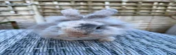 Lionhead rabbits for sale: Gorgeous female lionhead  - Advert 4