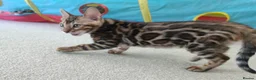 Bengal cats for sale: Cuddly and beautiful pedigree bengal kittens - Advert 23