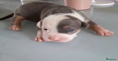 Staffordshire Bull Terrier dogs - Advert 2