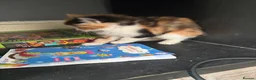 Mixed Breed cats for sale: Beautiful Tabby Cross Ragdoll Kittens  - Advert 8