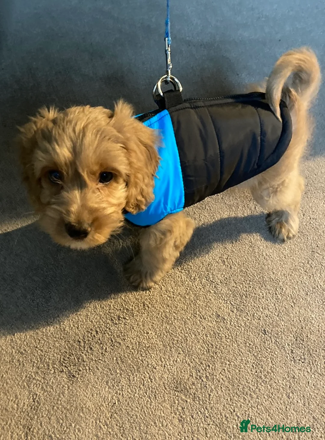 Cockapoo dogs for stud: Cockapoo stud in Durham - Advert 10