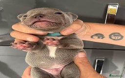 French Bulldog dogs for sale: Ready to leave on the 12th of September - Image 12