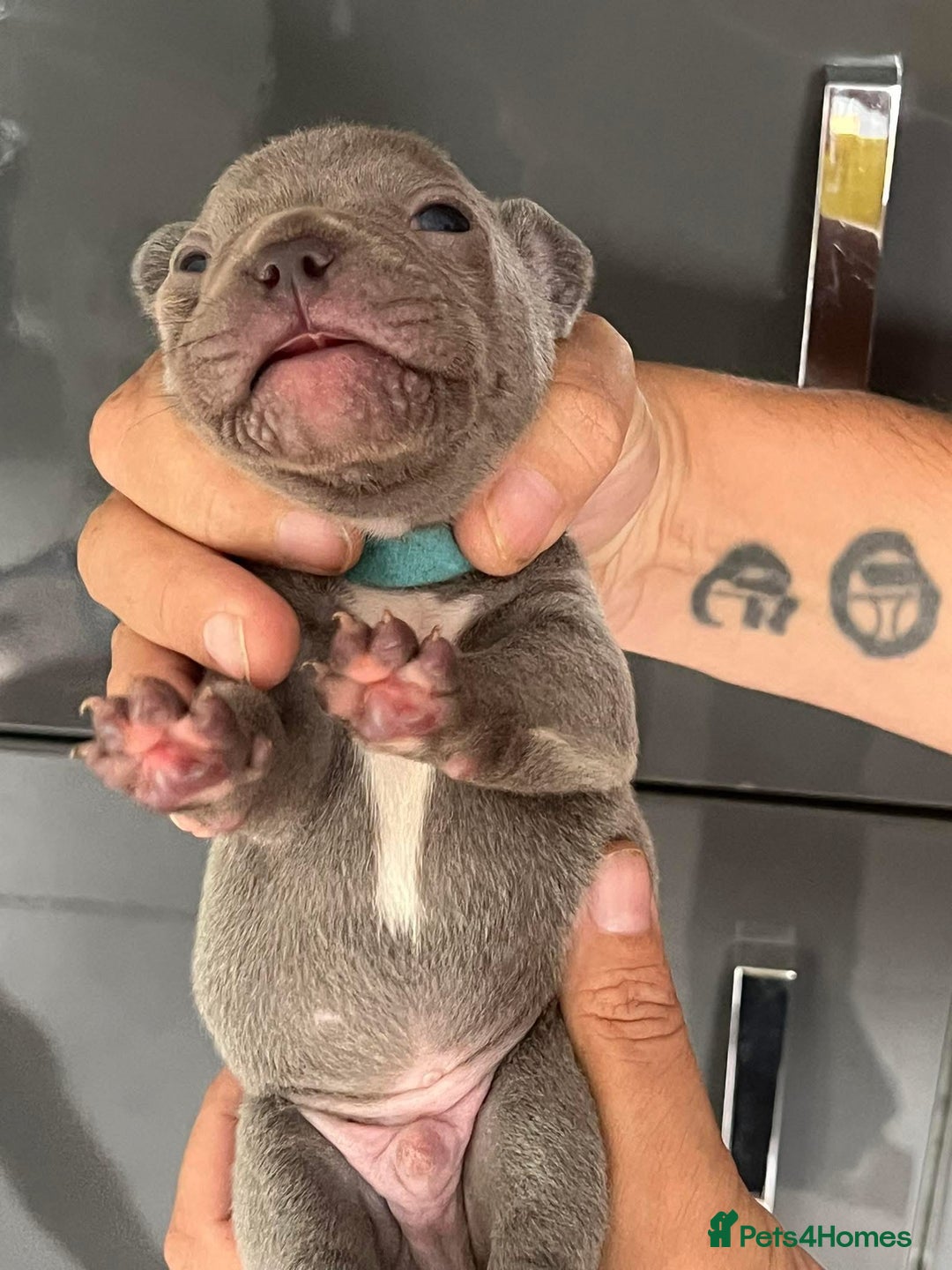 French Bulldog dogs for sale: Ready to leave on the 12th of September - Image 12