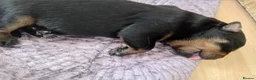 Rottweiler dogs for sale: Rottweiler puppies  - Advert 10
