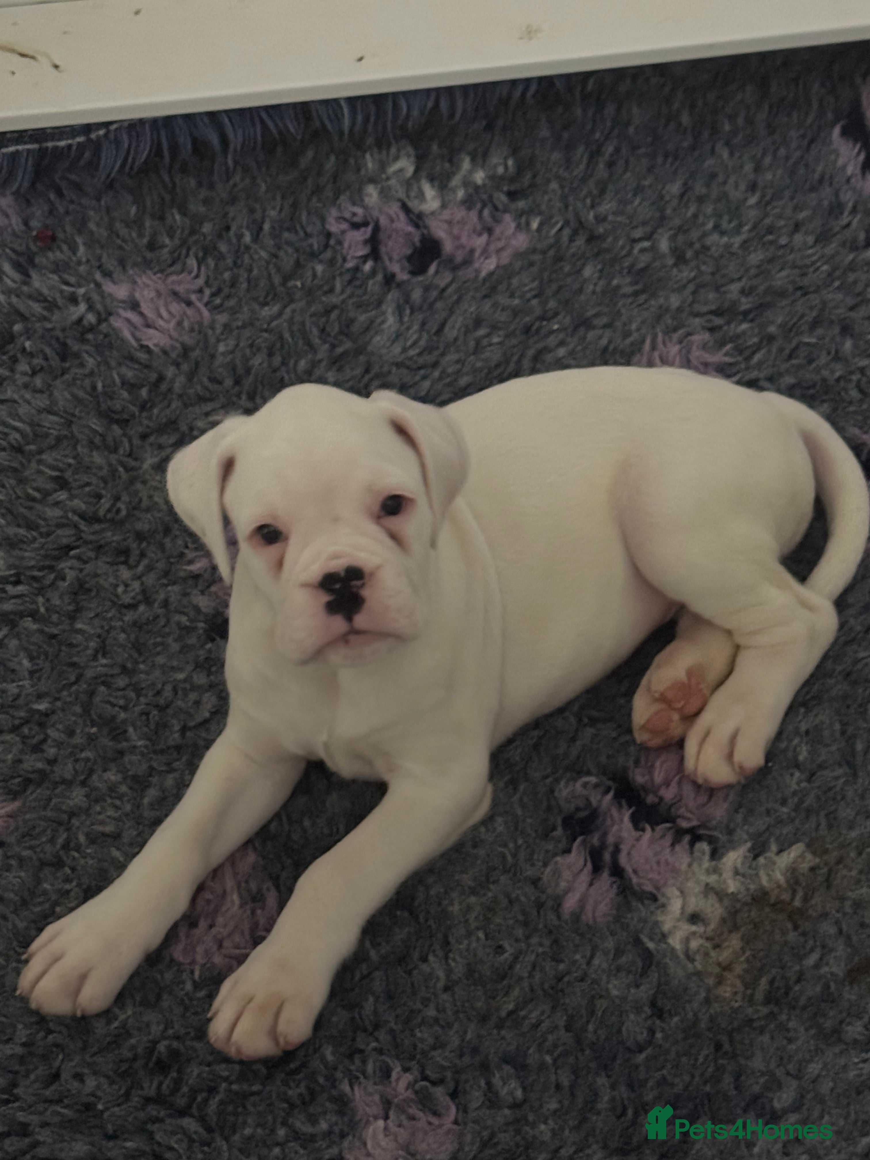 Boxer dogs LAST male KC reg boxer puppies  - Advert 12