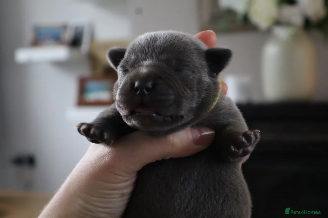 Staffordshire Bull Terrier dogs for sale: Only 1 available ; Blue Staffordshire bullterrier - Advert 13