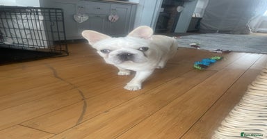 French Bulldog dogs - Advert 2