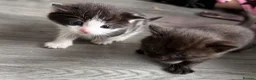 Mixed Breed cats for sale: Adorable Persian Cross Kittens  - Advert 14