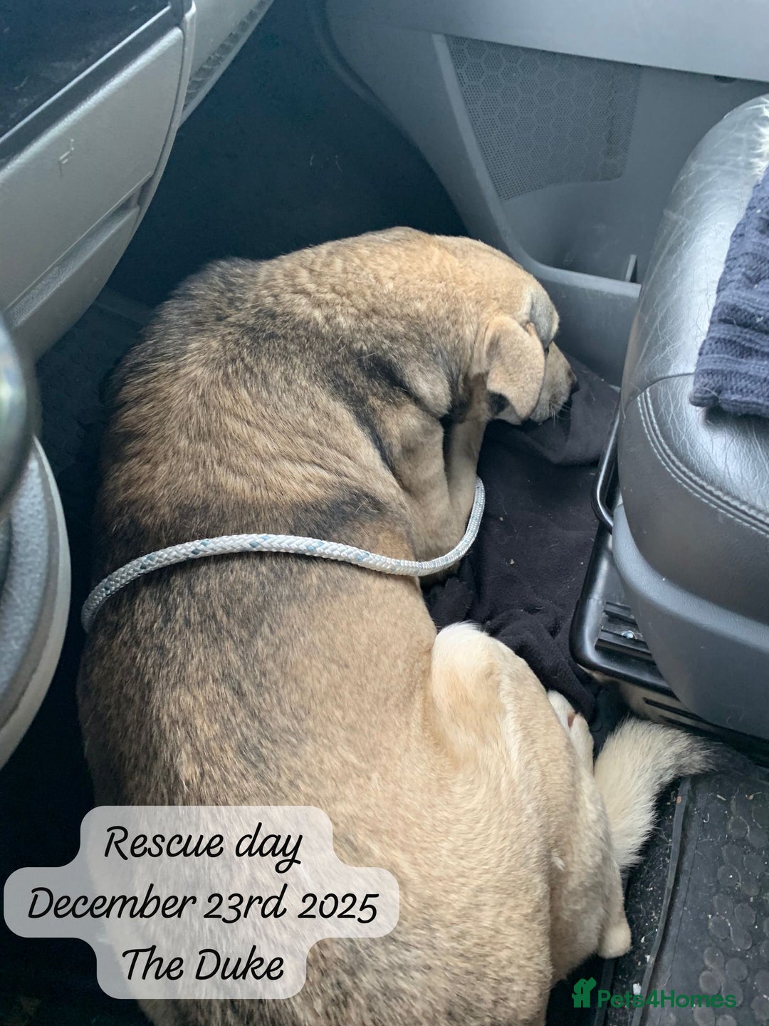 Mixed Breed dogs for adoption: The Duke, 8 yrs approx. Available for adoption. - Advert 8