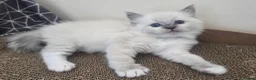 Ragdoll cats for sale: Blue mitted Ragdoll - Advert 9