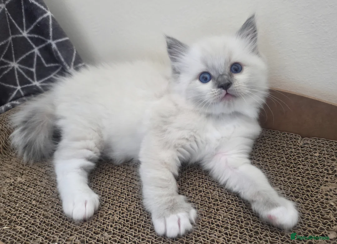 Ragdoll cats for sale: Blue mitted Ragdoll - Advert 9