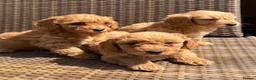 Cavapoochon dogs for sale: Cavapoochons ready for reserve 💕  - Advert 8