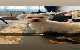 Mixed Breed dogs for sale: Imperial Zuchon cross maltese - Image 6