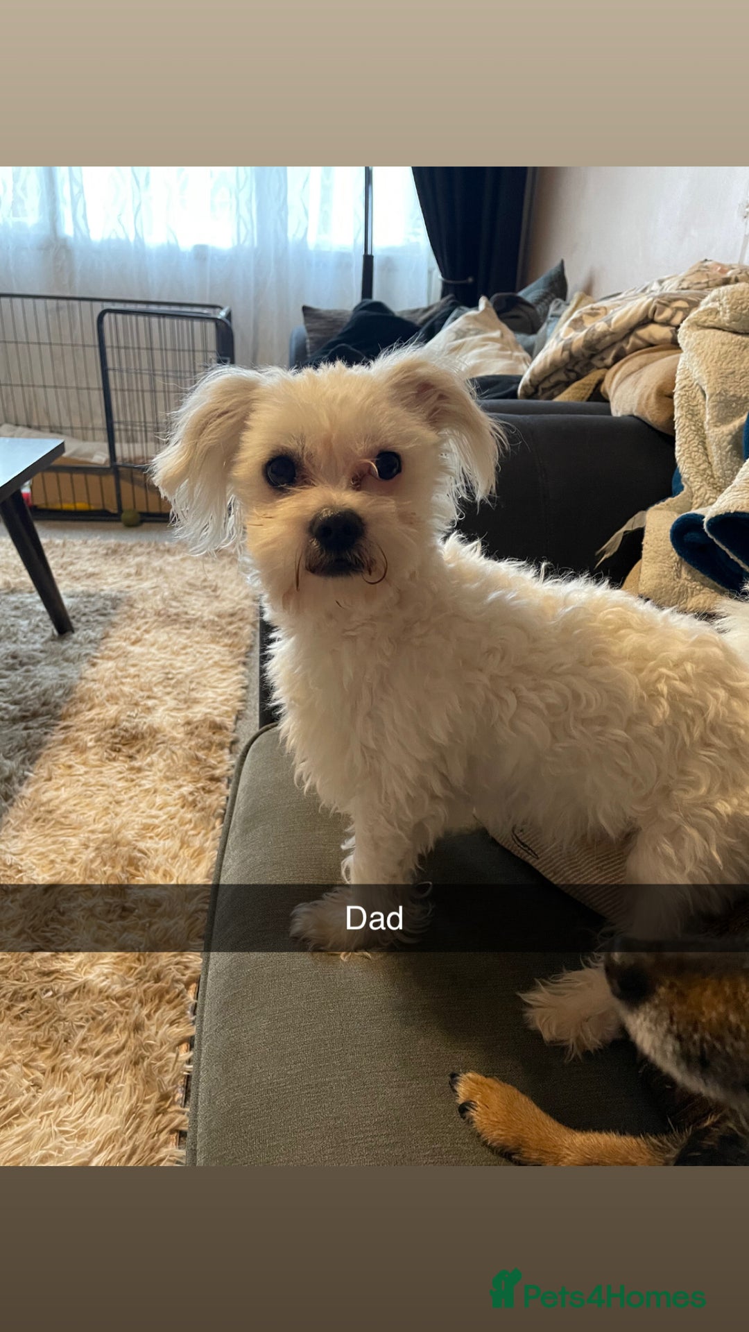 Mixed Breed dogs for sale: Imperial Zuchon cross maltese - Image 6