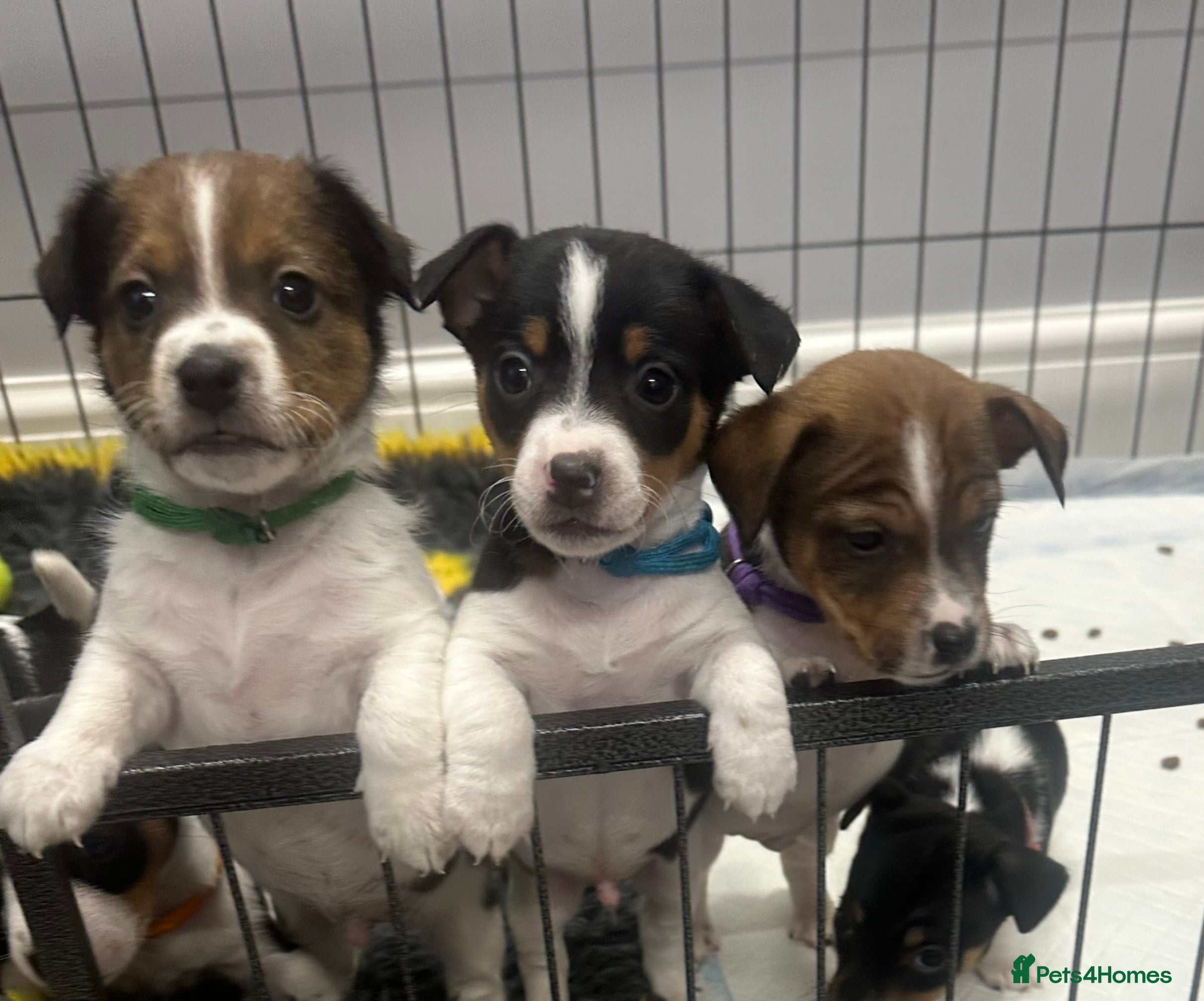 Jack Russell dogs Traditional mini Jack Russell pups - Advert 6