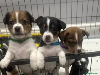 Jack Russell dogs Traditional mini Jack Russell pups - Advert 6