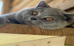 British Shorthair cats for stud: 🏆🔥GCCF BLUE CHAMPION STUD CARRYING CINNAMON 🔥🏆 - Image 3