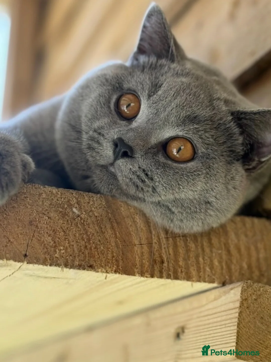 British Shorthair cats for stud: 🏆🔥GCCF BLUE CHAMPION STUD CARRYING CINNAMON 🔥🏆 - Advert 5