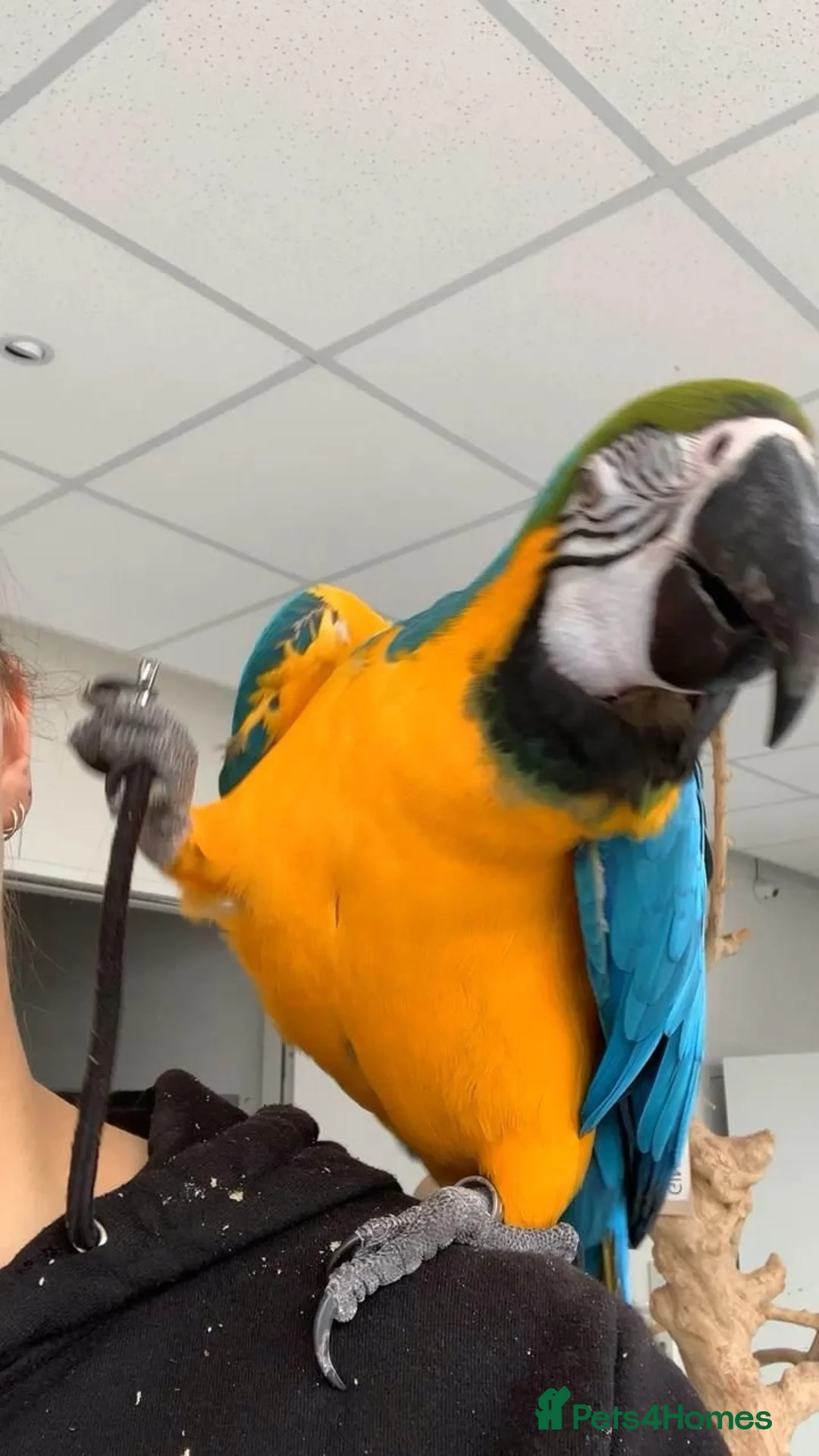 Macaws birds for sale: Exotic, Playful, Talking blue and gold macaw in London - Advert 2