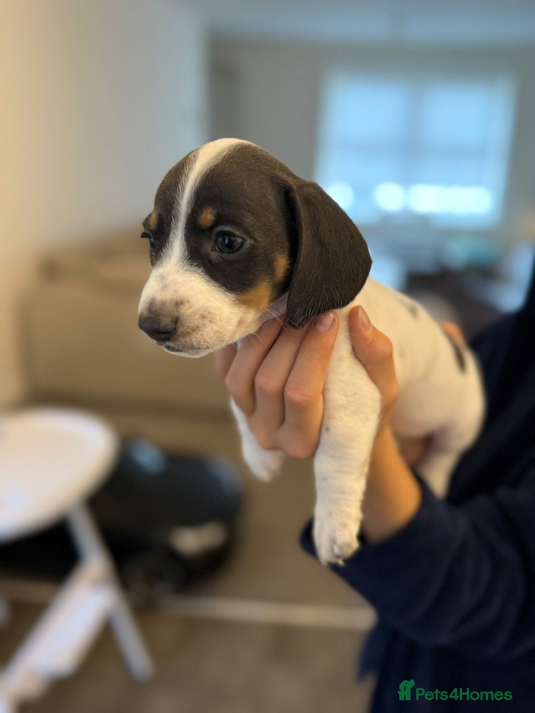 Miniature Dachshund dogs for sale: 4 MINIATURE DACHSHUND PUPPIES 🤍  - Advert 9