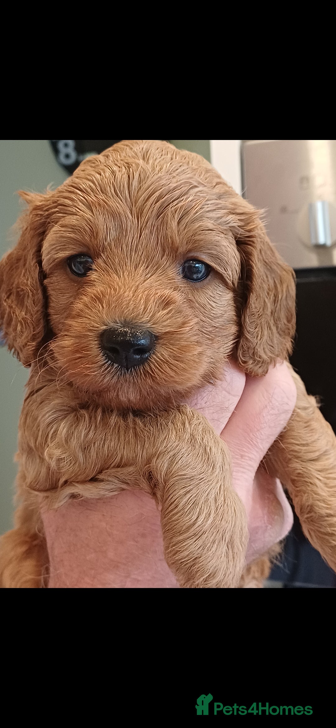 Cavapoo dogs HEALTH-TESTED CAVAPOOS. - Advert 2