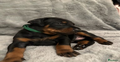 Dobermann dogs - Advert 3