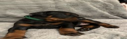 Dobermann dogs for sale: Amazing Dobermann puppies.  - Advert 10