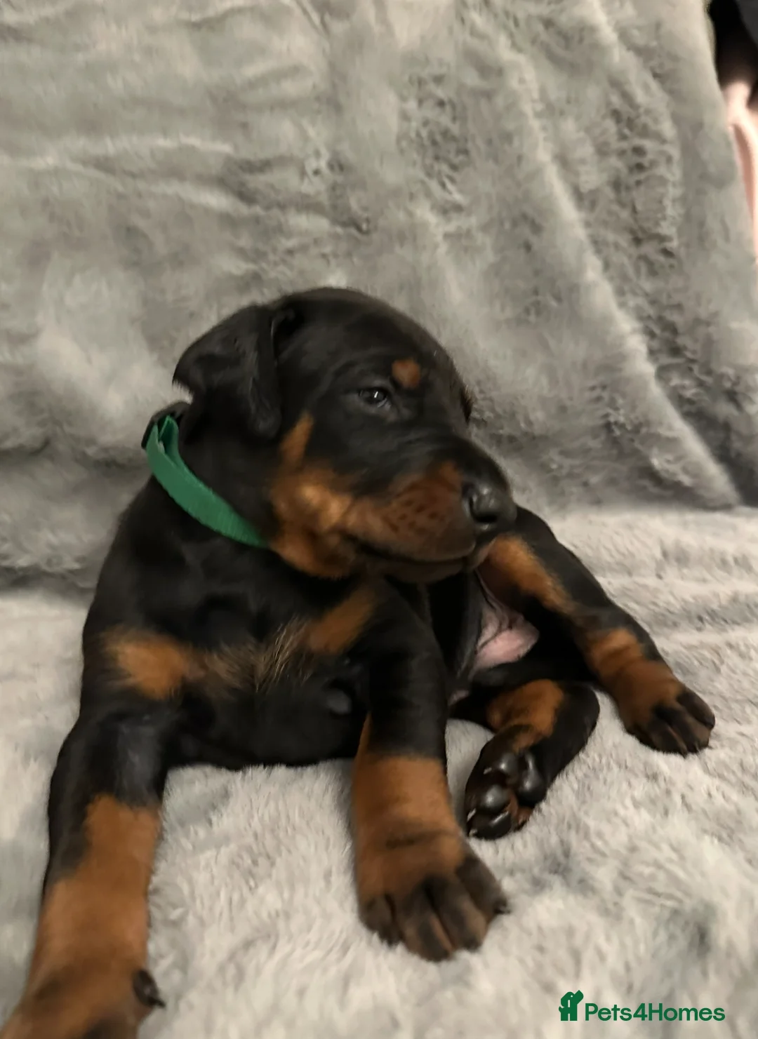 Dobermann dogs for sale: Amazing Dobermann puppies.  - Advert 10