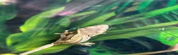 Gecko reptiles for sale: Baby Crested Geckos   - Advert 7