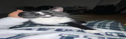 Mixed Breed cats for sale: 2 cats and their 2 kittens  - Advert 18