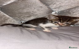 Mixed Breed cats for sale: Female kitten  - Image 3