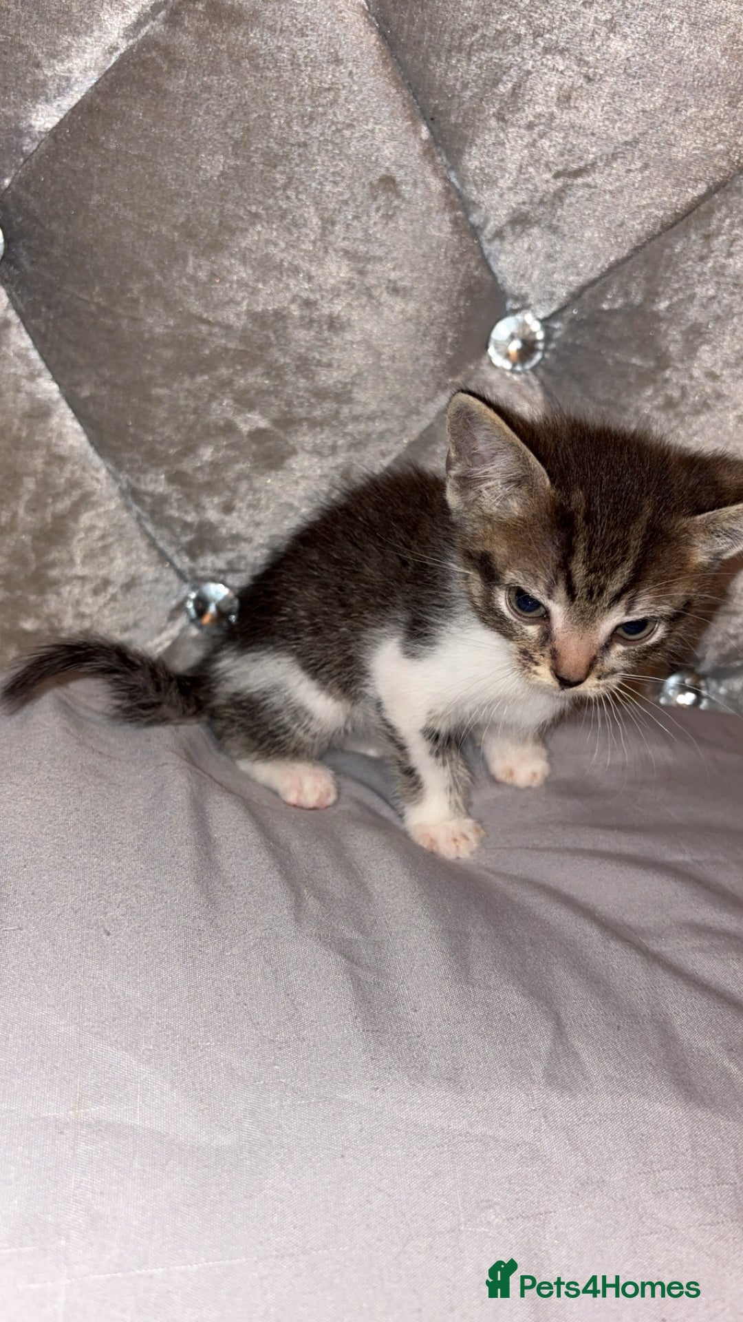 Mixed Breed cats for sale: Female kitten  - Image 3