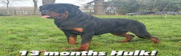 Rottweiler dogs for sale: 🏆 🦍 Elite Level Rottweiler Pups 🦍🏆 - Advert 4