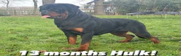 Rottweiler dogs for sale: 🏆 🦍 Elite Level Rottweiler Pups 🦍🏆 - Advert 4