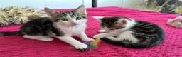 Mixed Breed cats for sale: Half british short hair kittens - Advert 3