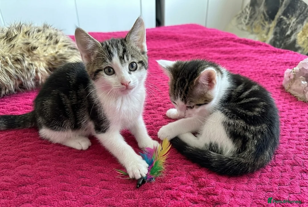 Mixed Breed cats for sale: Half british short hair kittens - Advert 3