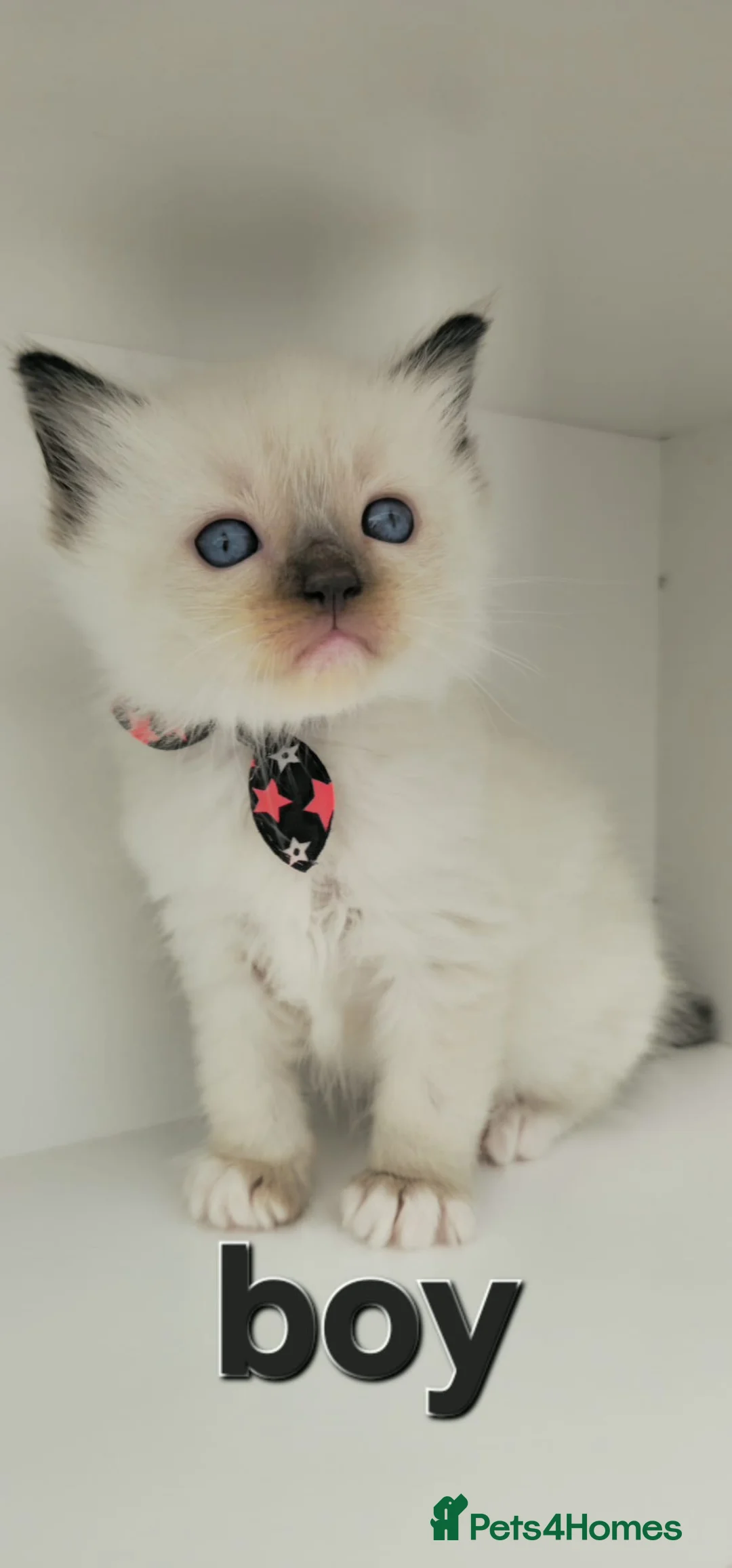 Ragdoll cats for sale: Purebreed ragdoll kittens  - Advert 5