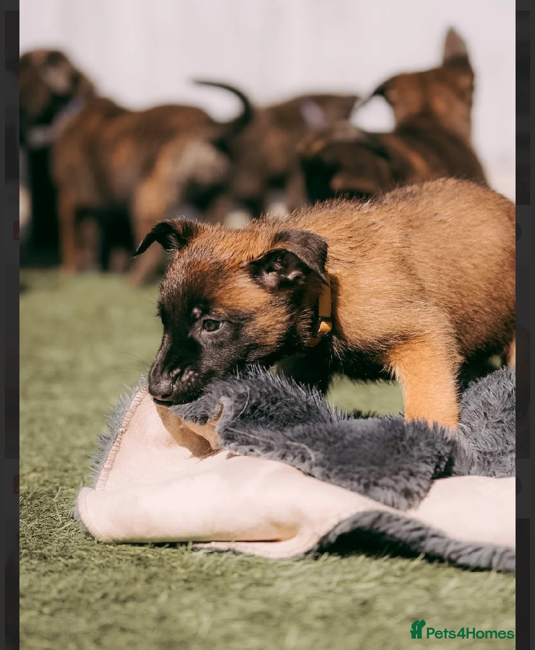 Belgian Shepherd Dog dogs for sale: Champion lines Dutch herder / Malinois puppies  - Advert 2