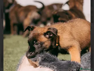 Belgian Shepherd Dog dogs Champion lines Dutch herder / Malinois puppies - Advert 11