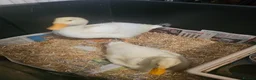Ducks poultry for sale: 2 Aylesbury Ducklings - Advert 4