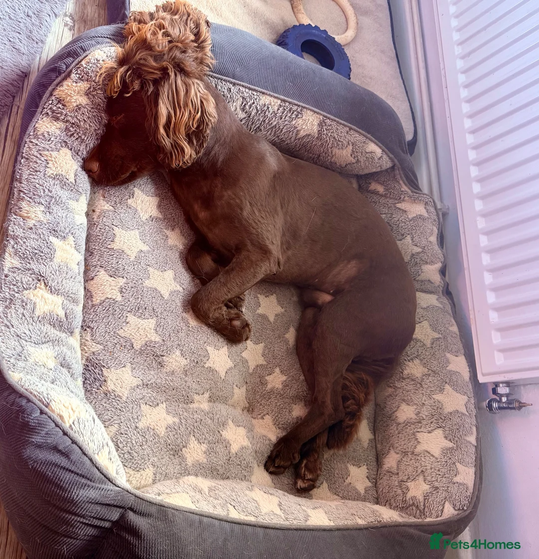Cocker Spaniel dogs for sale: Gorgeous Chocolate Boy needs forever home only x  - Advert 3