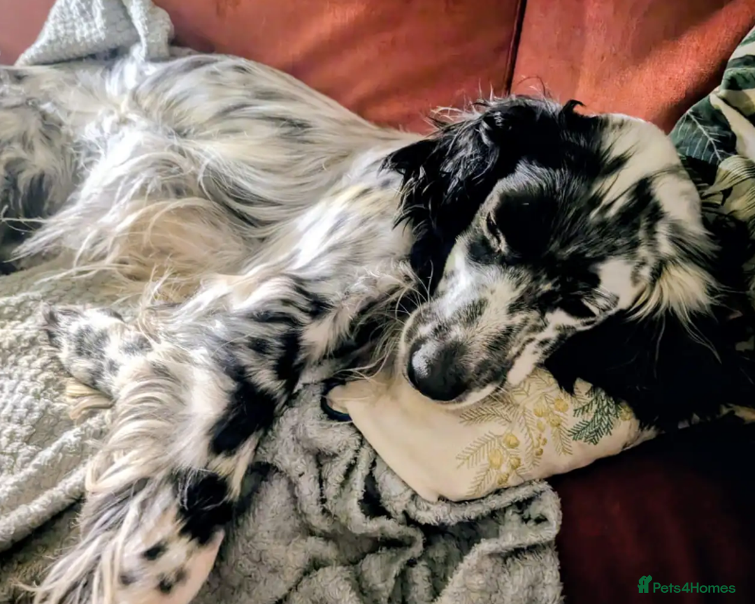 English Setter dogs for adoption: Korro - Advert 12