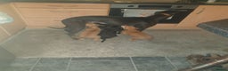 Lurcher dogs for sale: Lercher pups - Advert 2