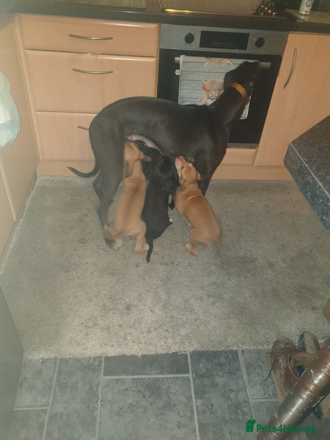 Lurcher dogs for sale: Lercher pups - Advert 2