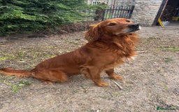 Golden Retriever dogs for stud: Dark Golden USA x FTCH Golden Stud  - Image 1