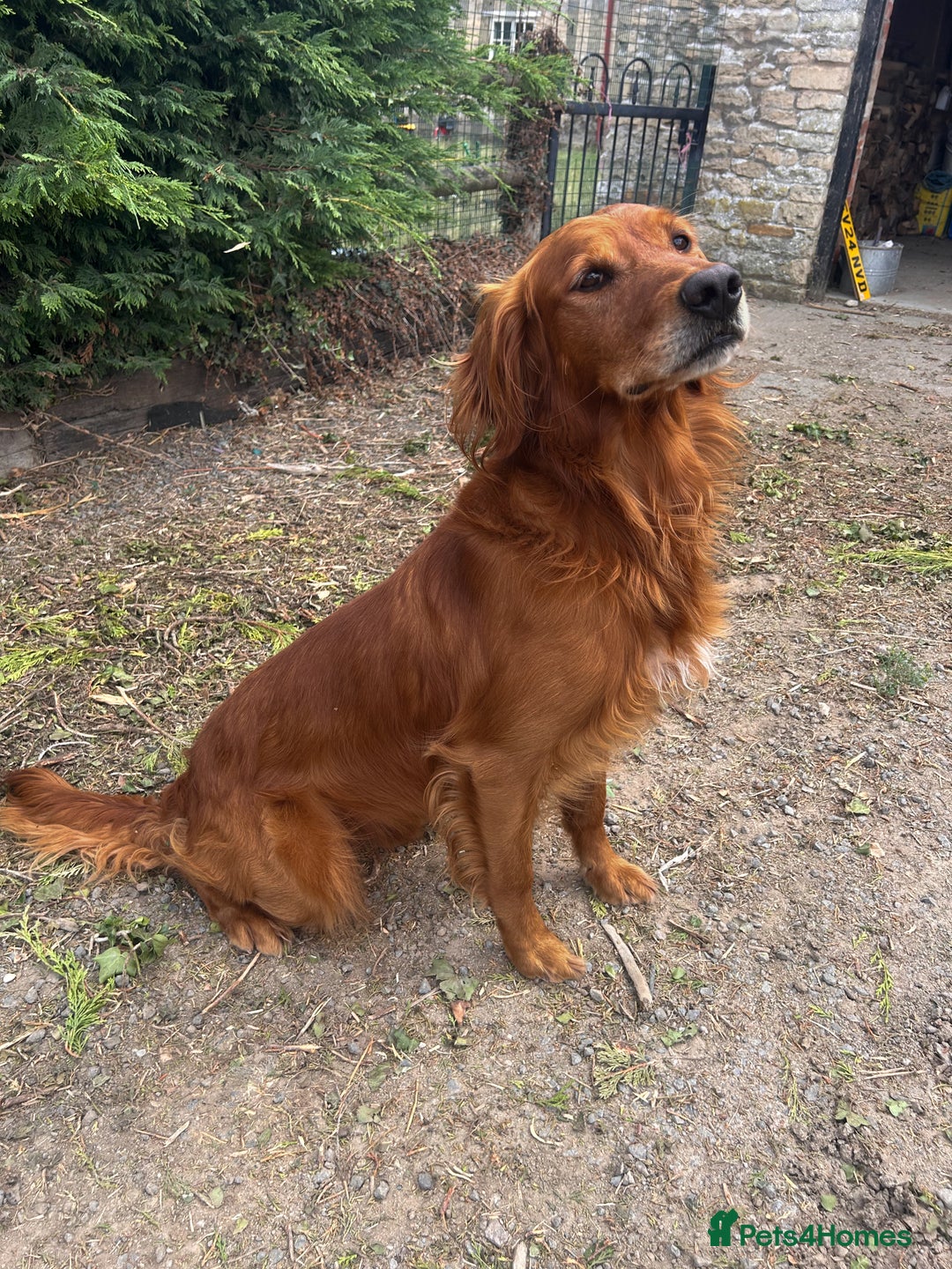 Golden Retriever dogs for stud: Dark Golden USA x FTCH Golden Stud  - Image 1