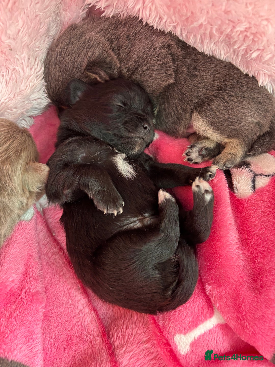 Pomchi dogs for sale: Primrose’s precious pomchi babies - Advert 11